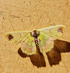 Agathiopsis basipuncta