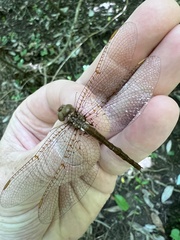 Neurocordulia alabamensis