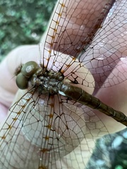 Neurocordulia alabamensis