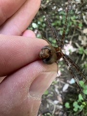 Neurocordulia alabamensis