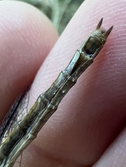 Neurocordulia alabamensis