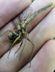 Neurocordulia alabamensis