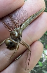 Neurocordulia alabamensis