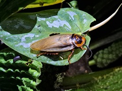 Eublaberus
