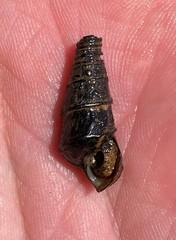 Pleurocera pyrenella