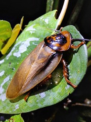 Eublaberus