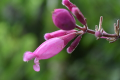 Salvia involucrata