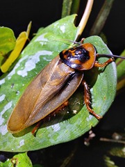 Eublaberus