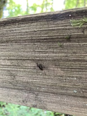 Culiseta incidens
