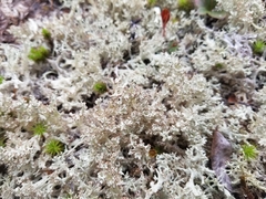 Cladonia boryi