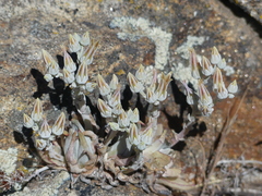 Dudleya abramsii ssp. abramsii