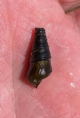 Pleurocera pyrenella