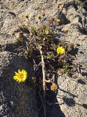 Haplopappus chrysanthemifolius