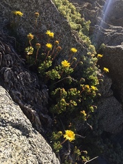 Haplopappus chrysanthemifolius