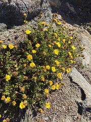 Haplopappus chrysanthemifolius