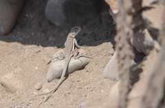 Microlophus thoracicus