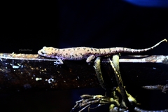 Dixonius