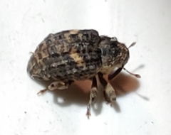 Eubulus bisignatus