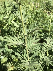 Polemonium foliosissimum