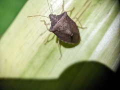 Euschistus obscurus
