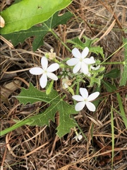 Cnidoscolus stimulosus