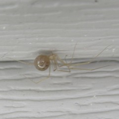 Spermophora senoculata