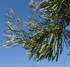 Hakea arborescens