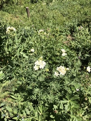 Polemonium foliosissimum