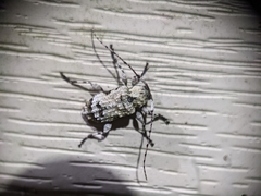 Leptostylus asperatus