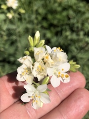 Polemonium foliosissimum