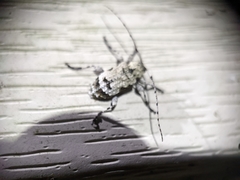 Leptostylus asperatus