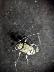 Leptostylus asperatus