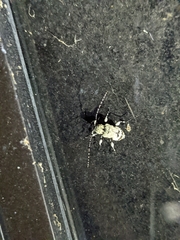 Leptostylus asperatus