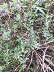 Vaccinium darrowii