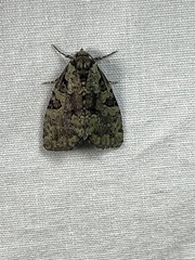 Leuconycta