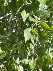 Populus