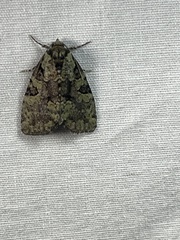 Leuconycta