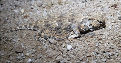 Phrynosoma goodei