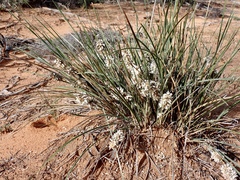 Lomandra leucocephala