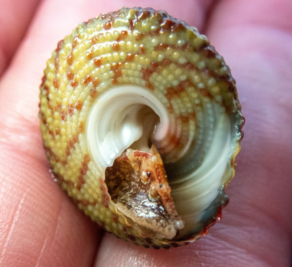 Hawaiian Top Snail