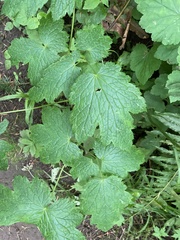Actaea elata