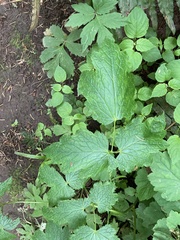 Actaea elata