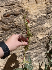 Penstemon eatonii
