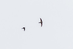 Aerodramus terraereginae