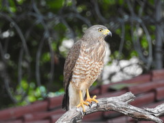 Rupornis magnirostris