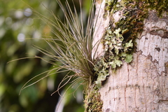 Tillandsia juncea