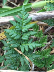 Cheilanthes distans