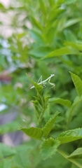 Iris oratoria