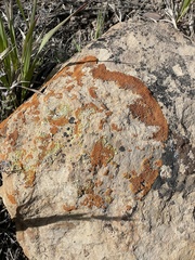 Xanthomendoza trachyphylla