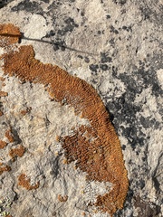 Xanthomendoza trachyphylla